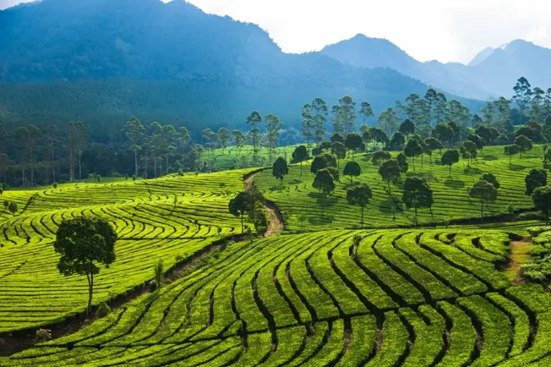 Paket Agrowisata